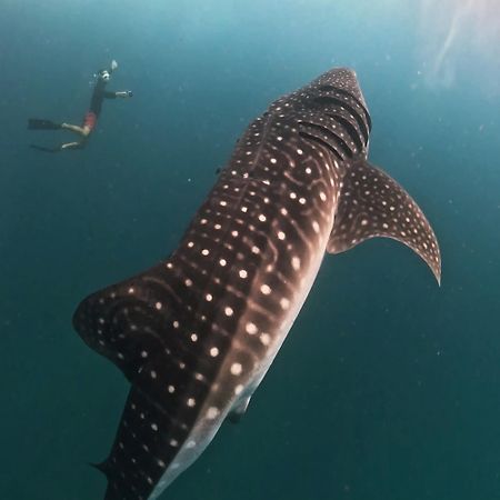 Hotel Dhigurah Dhonveli Boutique Esterno foto
